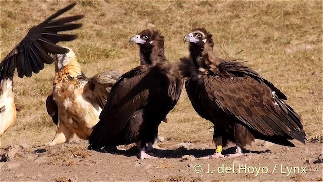 Cinereous Vulture - ML201407401