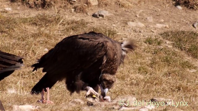 Cinereous Vulture - ML201407411