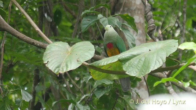 Scarlet-breasted Fruit-Dove - ML201407921