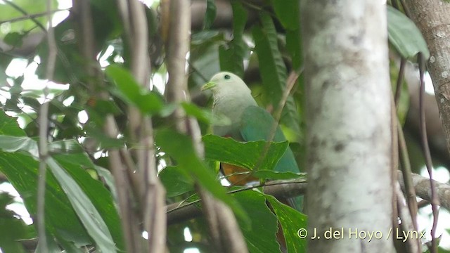 Scarlet-breasted Fruit-Dove - ML201407931