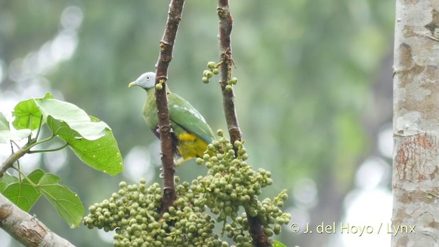 Gray-headed Fruit-Dove - ML201407951