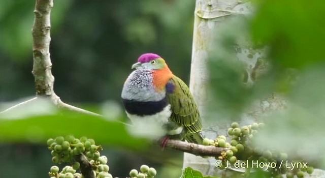 Superb Fruit-Dove (Eastern) - ML201408081