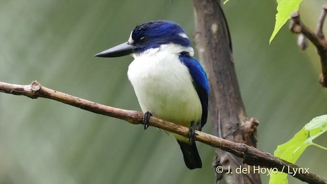 Blue-and-white Kingfisher - ML201408101