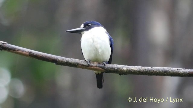 Blue-and-white Kingfisher - ML201408141