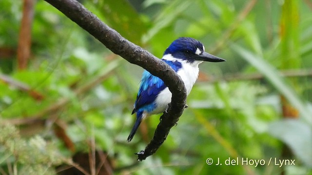 Blue-and-white Kingfisher - ML201408151