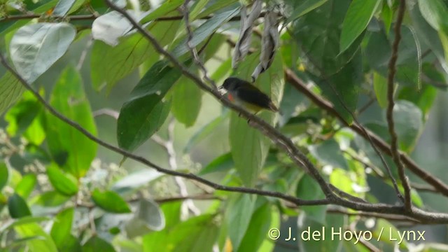 Halmahera Flowerpecker - ML201408221
