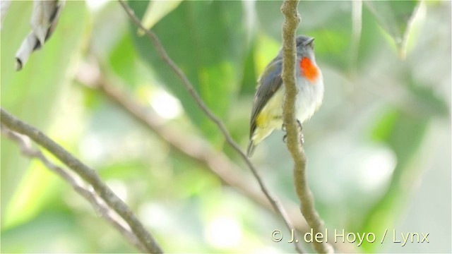 Halmahera Flowerpecker - ML201408231