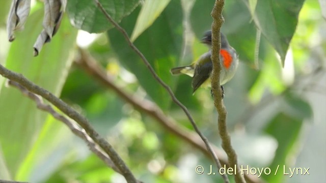 Halmahera Flowerpecker - ML201408241