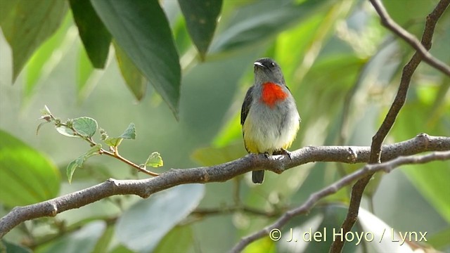 Halmahera Flowerpecker - ML201408251