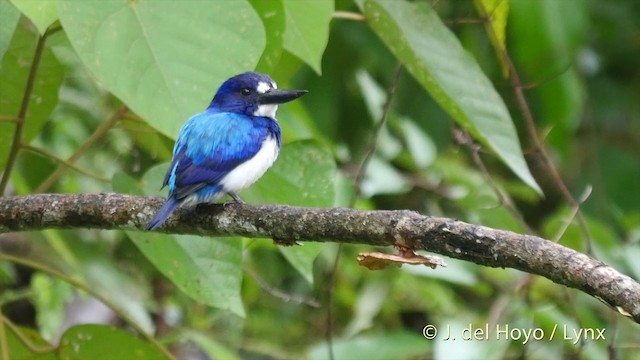 Blue-and-white Kingfisher - ML201408261