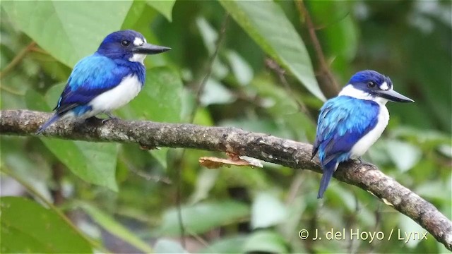Blue-and-white Kingfisher - ML201408281