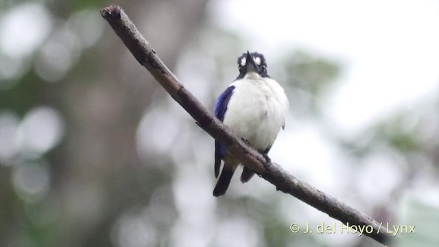 Blue-and-white Kingfisher - ML201408301