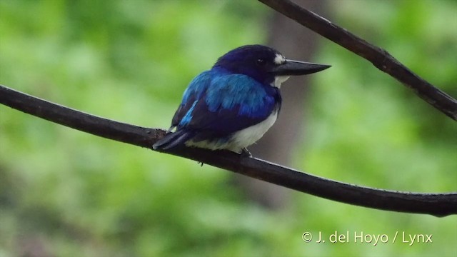 Blue-and-white Kingfisher - ML201408311