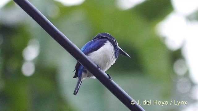 Blue-and-white Kingfisher - ML201408321
