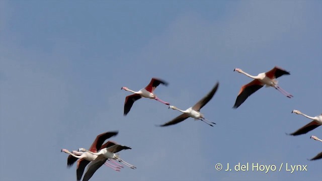 Greater Flamingo - ML201408501