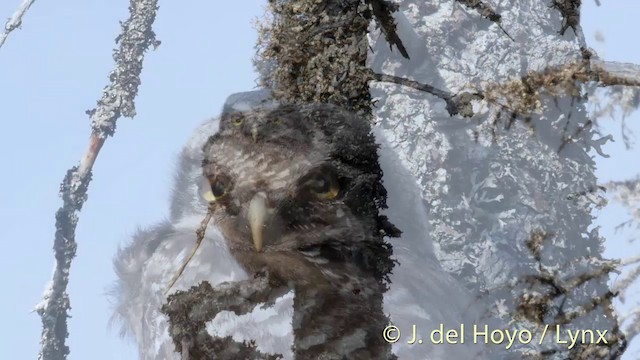 Northern Hawk Owl (Eurasian) - ML201409531
