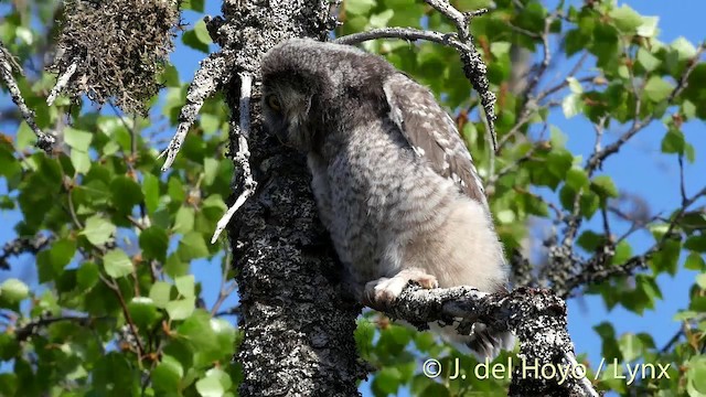 Northern Hawk Owl (Eurasian) - ML201409561