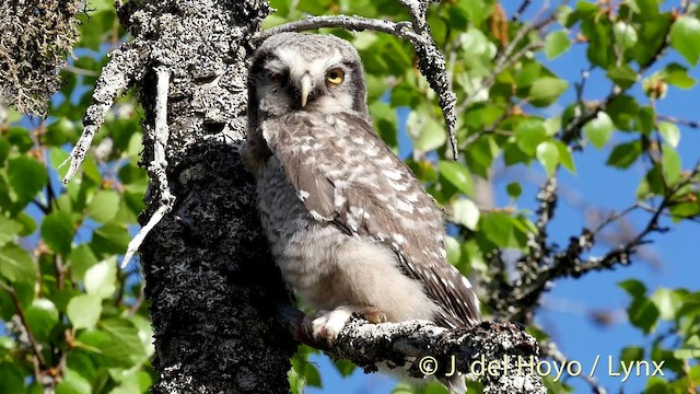 Northern Hawk Owl (Eurasian) - ML201409571