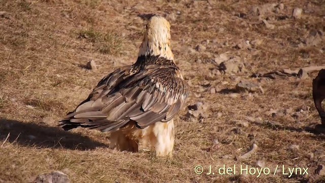 Bearded Vulture (Eurasian) - ML201409881