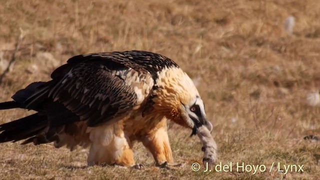 Bearded Vulture (Eurasian) - ML201409931