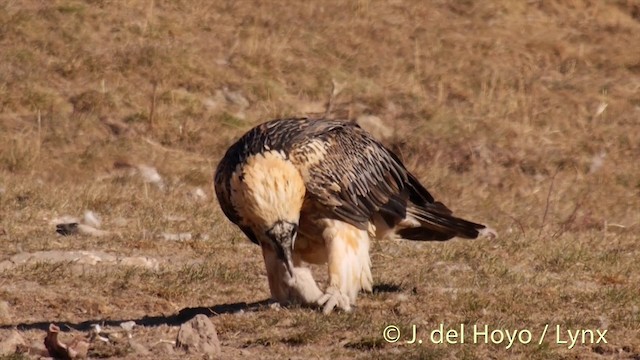Bearded Vulture (Eurasian) - ML201409941