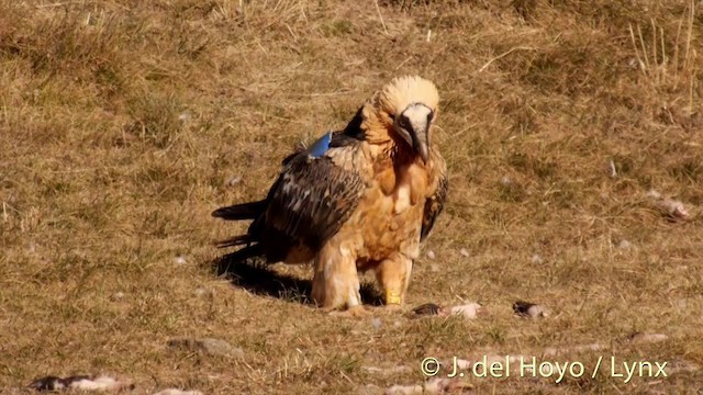 Bearded Vulture (Eurasian) - ML201409951