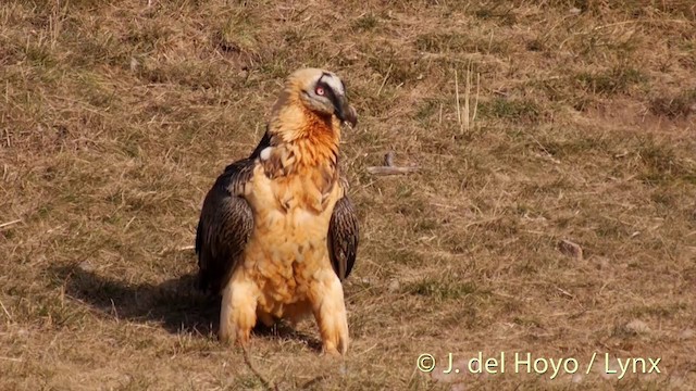 Bearded Vulture (Eurasian) - ML201409971