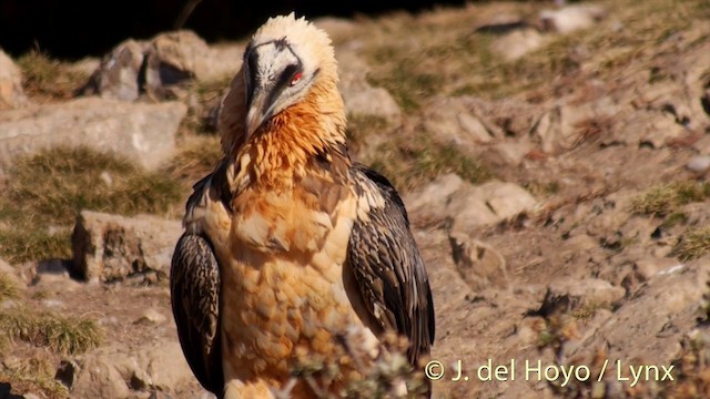 Bearded Vulture (Eurasian) - ML201409981