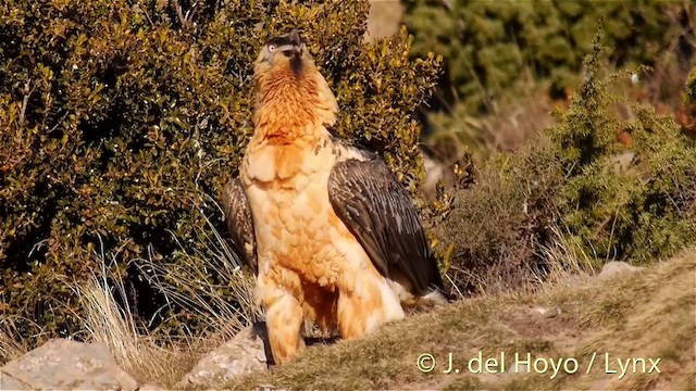 Bearded Vulture (Eurasian) - ML201409991