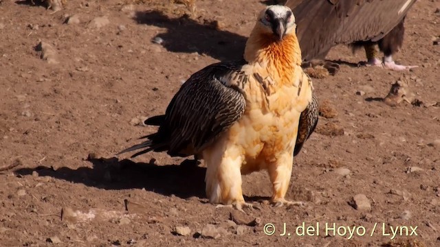 Bearded Vulture (Eurasian) - ML201410001