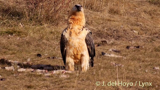 Bearded Vulture (Eurasian) - ML201410021