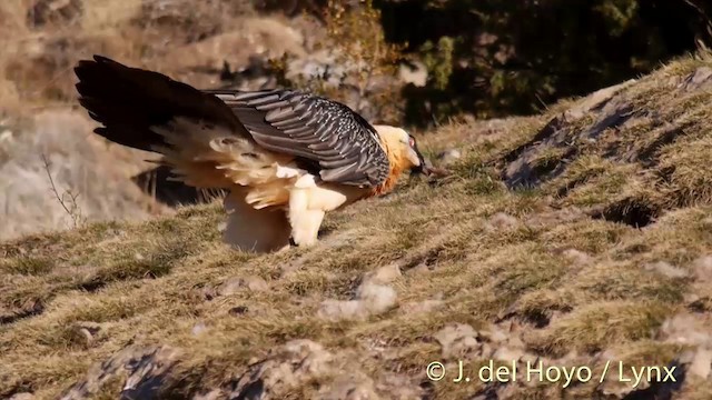 Bearded Vulture (Eurasian) - ML201410031
