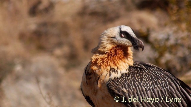 Bearded Vulture (Eurasian) - ML201410041