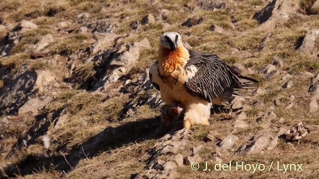 Bearded Vulture (Eurasian) - ML201410051