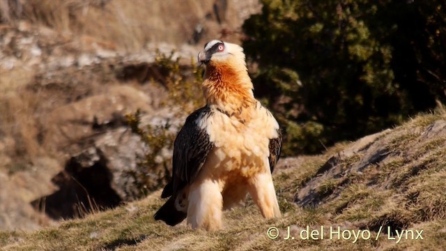 Bearded Vulture (Eurasian) - ML201410061