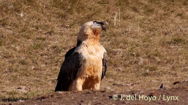 Bearded Vulture (Eurasian) - ML201410081