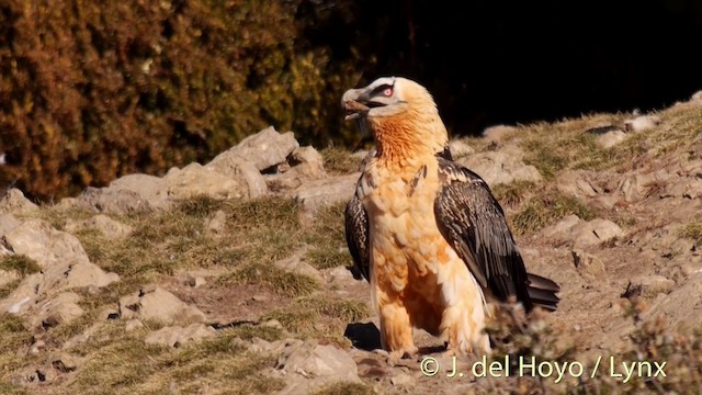 Bearded Vulture (Eurasian) - ML201410091