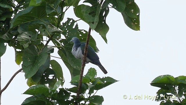 Spectacled Imperial-Pigeon - ML201410571