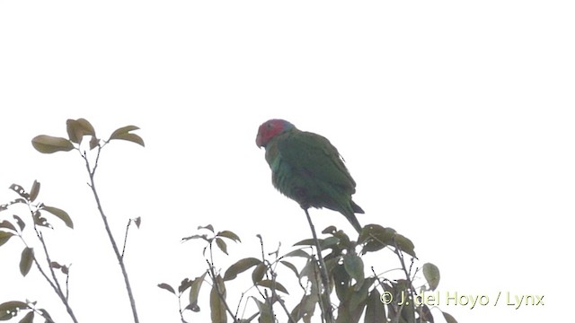 Red-cheeked Parrot - ML201410621