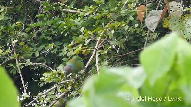 Red-cheeked Parrot - ML201410631