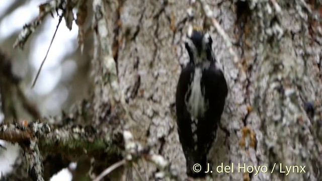 Eurasian Three-toed Woodpecker (Eurasian) - ML201411271