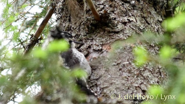 Eurasian Three-toed Woodpecker (Eurasian) - ML201411281