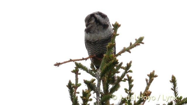 Northern Hawk Owl (Eurasian) - ML201411441