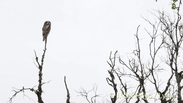 Northern Hawk Owl (Eurasian) - ML201411461