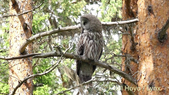 Great Gray Owl (Lapland) - ML201411641