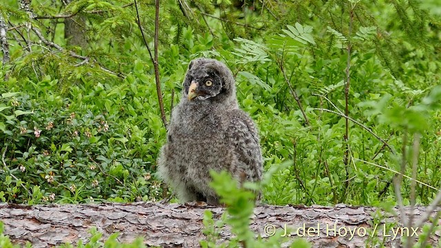 Great Gray Owl (Lapland) - ML201411651