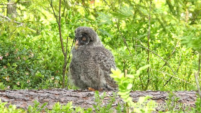 Great Gray Owl (Lapland) - ML201411661