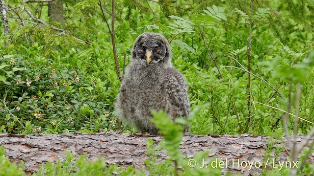 Great Gray Owl (Lapland) - ML201411671