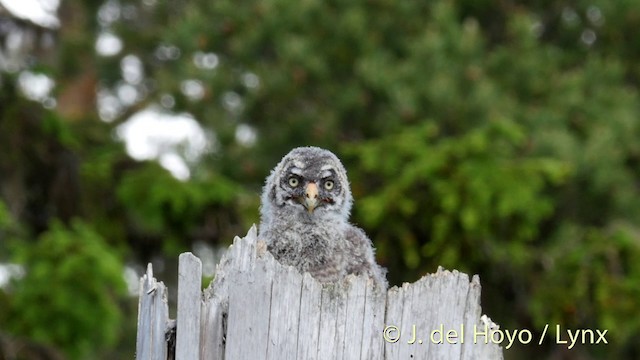 Great Gray Owl (Lapland) - ML201411681