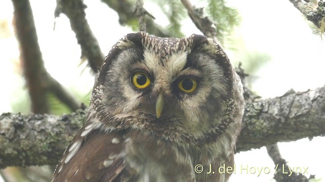 Boreal Owl (Tengmalm's) - ML201411741